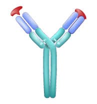 estrutura_de_uma_molécula_de_imunoglobina_normal